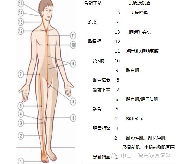 康复技术人体12条筋膜链解析及具体手法操作