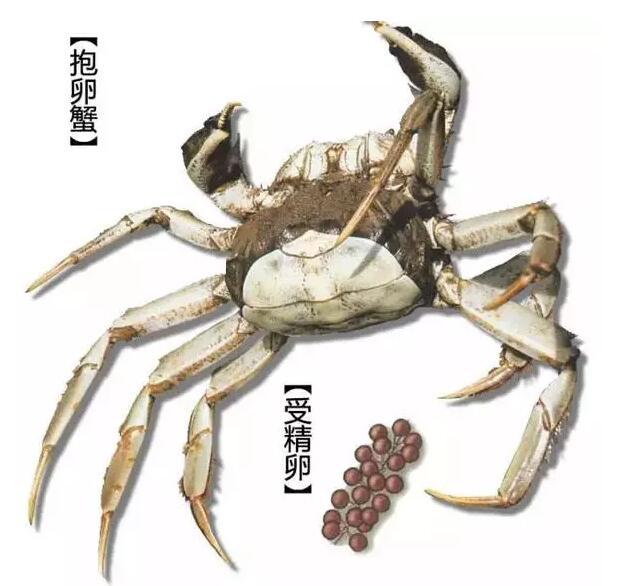 详解大闸蟹二十六大闸蟹的繁育喂养抱卵蟹