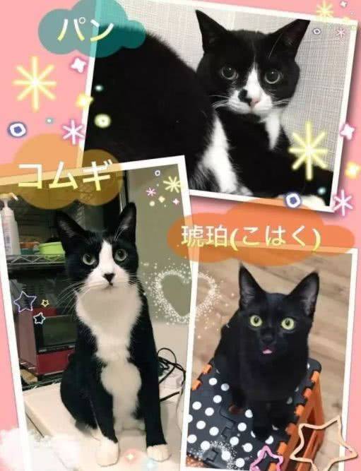 什么猫面成语_成语故事手抄报(3)