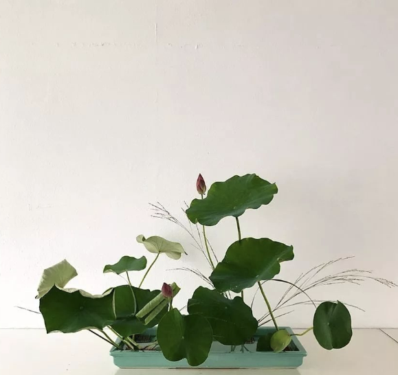 在中式插花中,常用半枯的莲叶和莲蓬,新开的莲叶和莲花,以及未开的