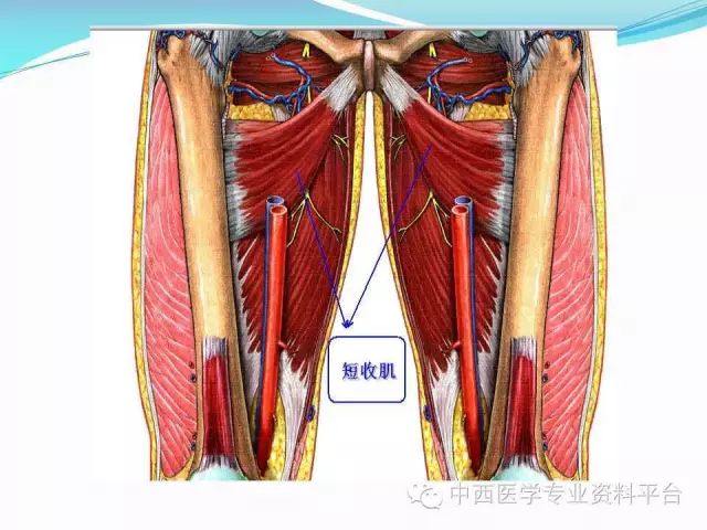 筋膜连接系统解剖—【人体深层筋膜连接】