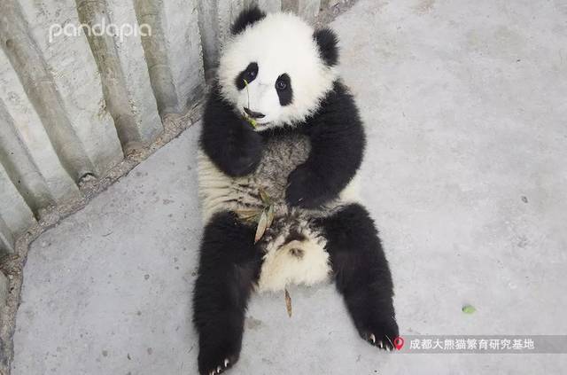 今年6岁的囡囡目前生活在成都动物园,是熊猫馆里年纪最小但也最能吃