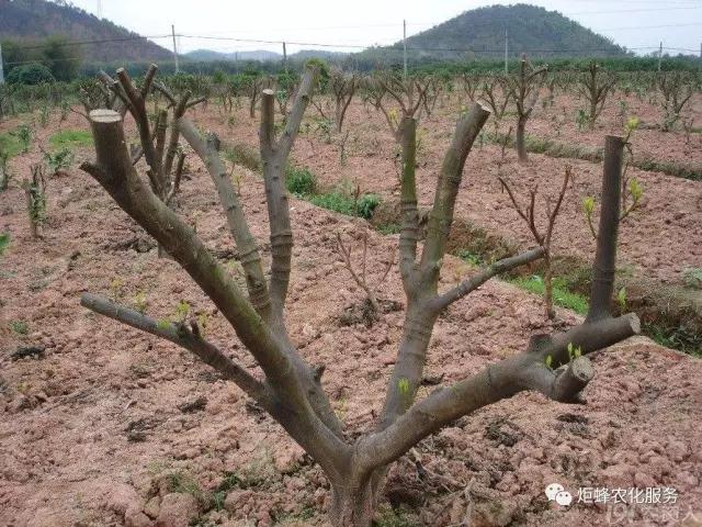 柑橘修剪—从小塑造高产株形