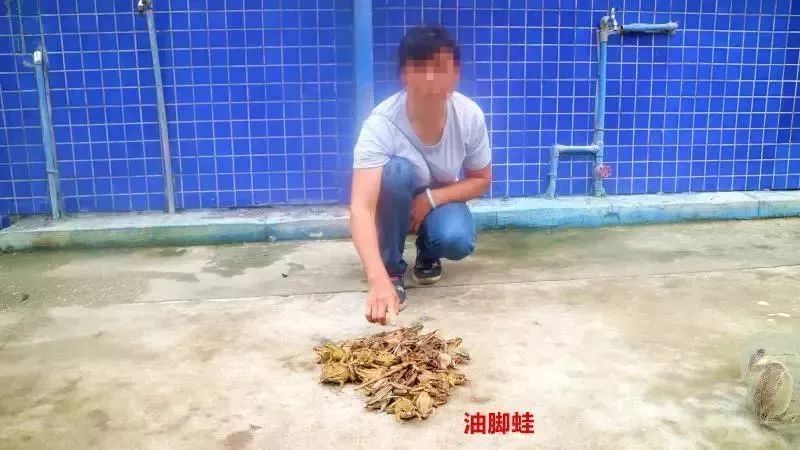 耒阳人遇到这种田鸡千万不要抓要坐牢的