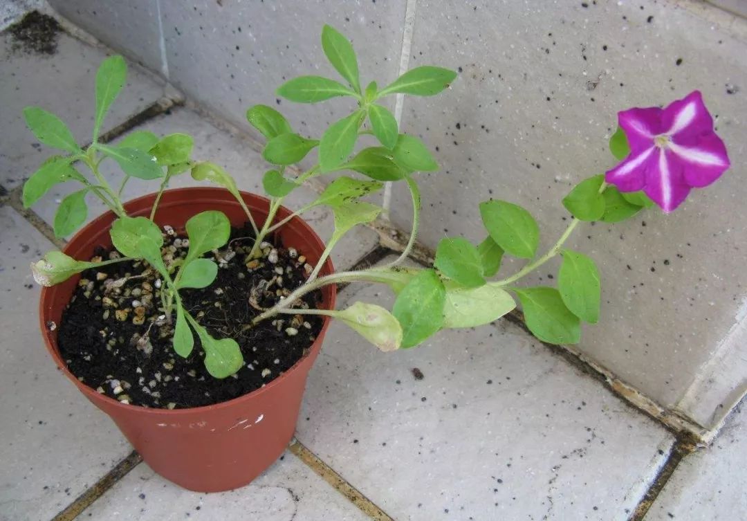 用种子培育矮牵牛幼苗在夏秋季节定期修剪可一直开花很旺盛