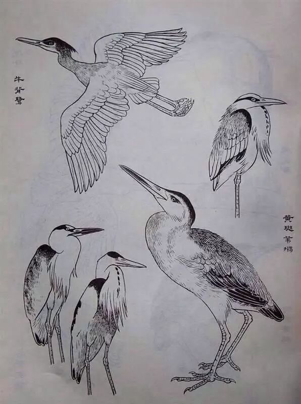 中国画工笔鸟类基本结构画法分析