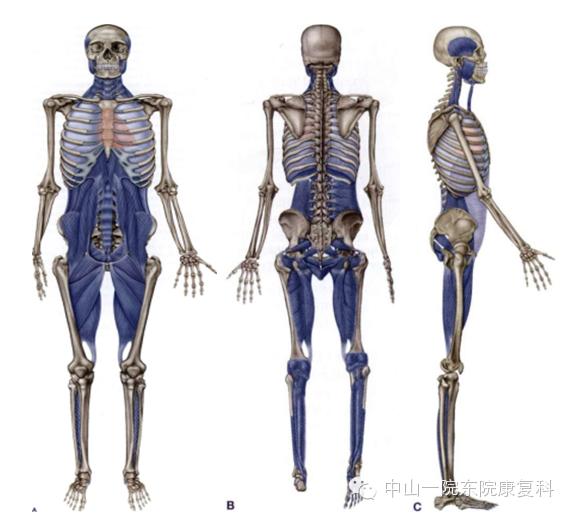 康复技术人体12条筋膜链解析及具体手法操作