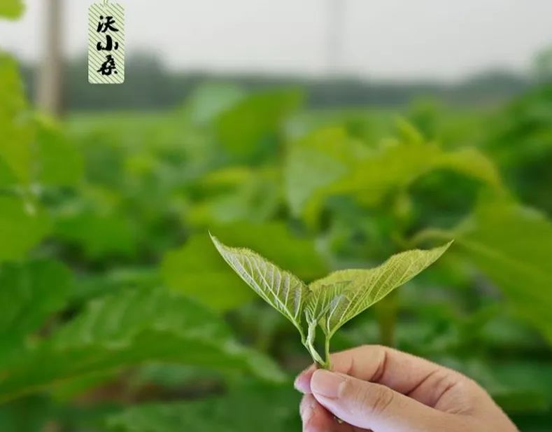 金天地桑芽菜桑叶茶合力助兴2019第四届中国韩城国际花椒节