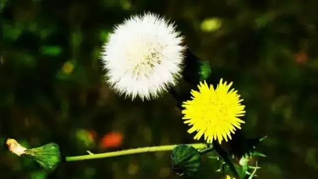 蒲公英竟是“天然抗生素”?这样搭配功效好大! 必赢bwin官网
