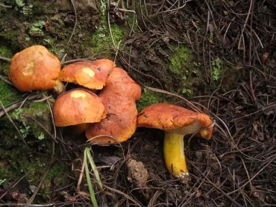 牛肝菌