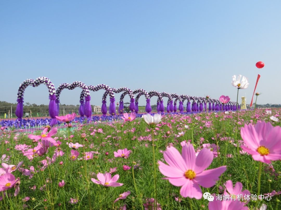 花海海纳蜘蛛营教育营地惠州市蜘蛛侠自然教育营是惠州首家以自然科普