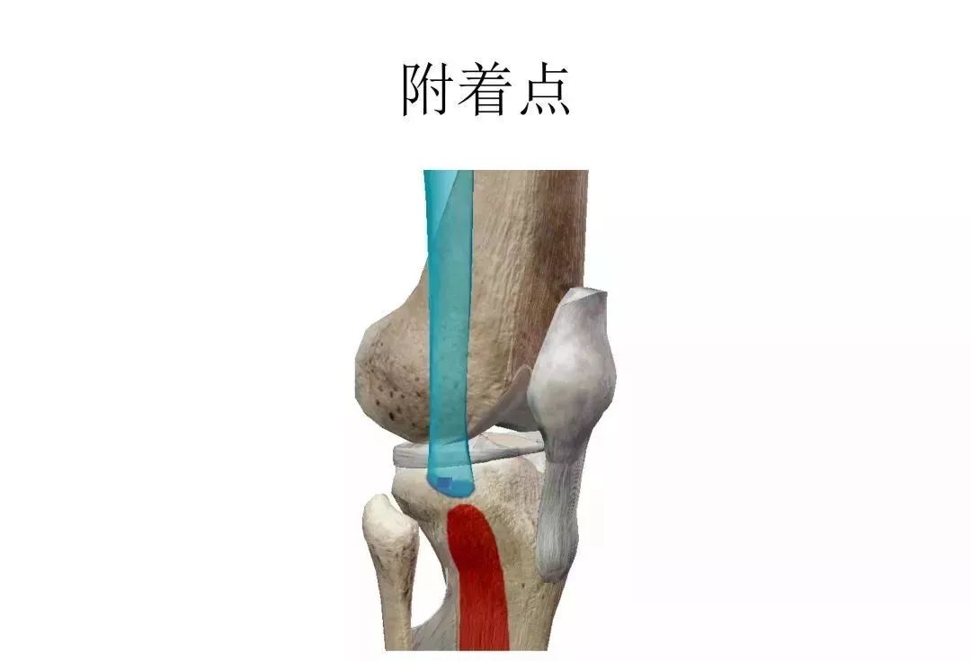 膝关节3d全彩解剖图谱 推荐收藏!