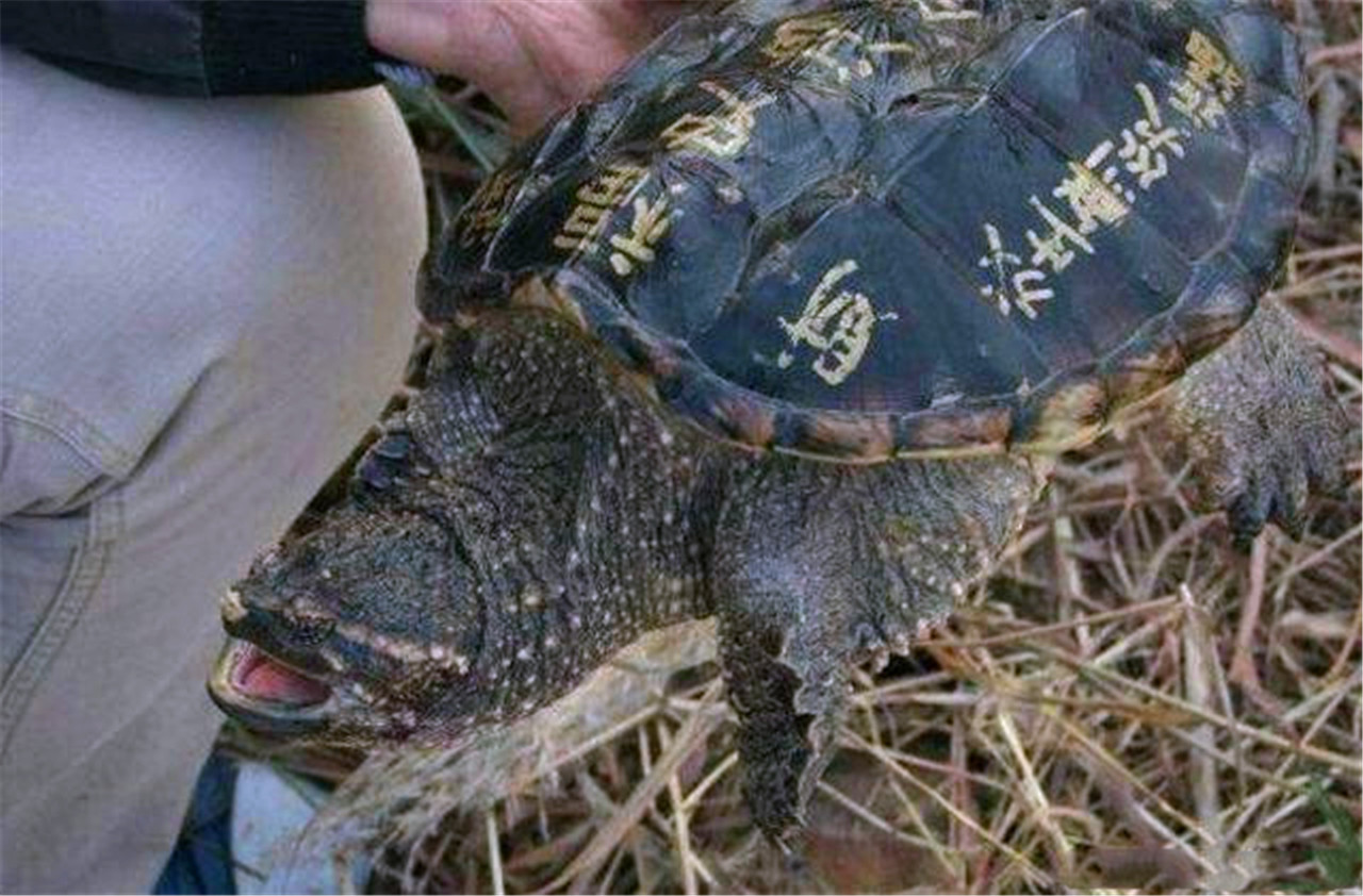男子在河边钓鱼结果没想到居然抓住了一只大乌龟,这大家伙乌龟壳上面