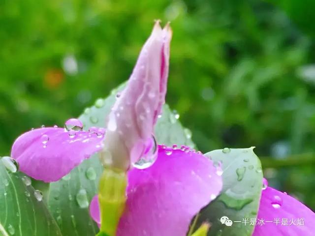 就算听一场雨,遇一片绿,见一朵花,也能感受到日子的美好.