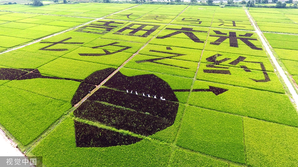 现代农业示范园区内的稻田画