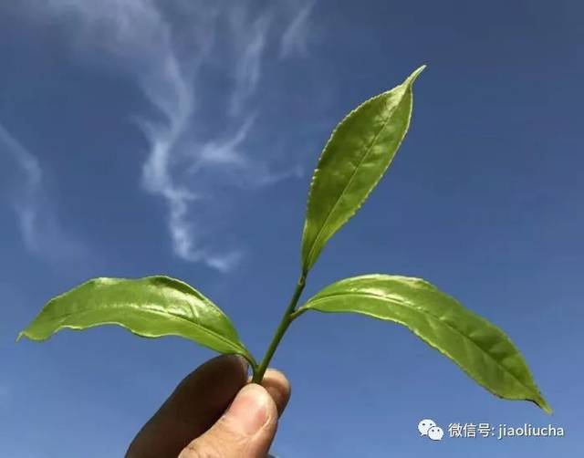 不喝则已，一喝就上瘾的茶中“香水”