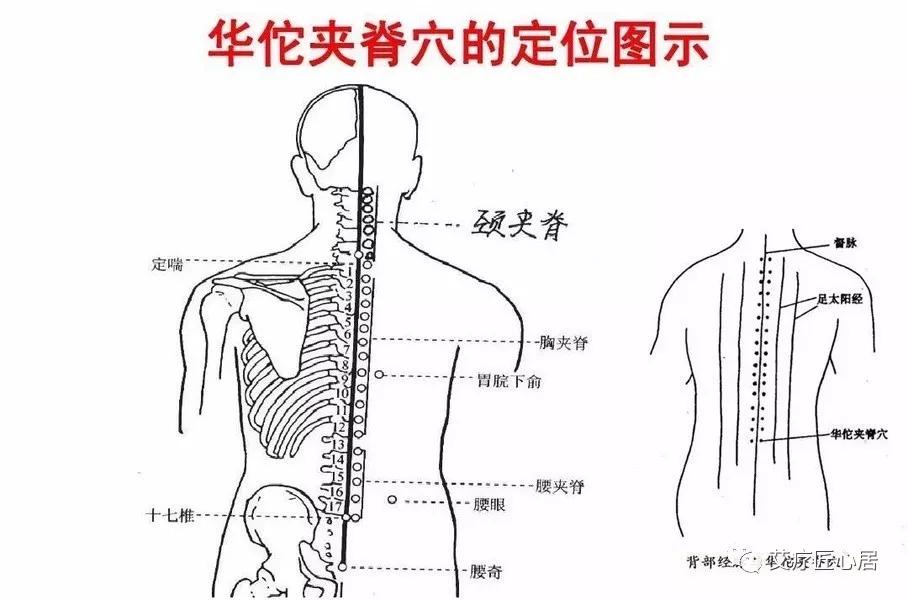 因为华佗夹脊穴虽属经外奇穴,但在功效上与经络系统不可分割.