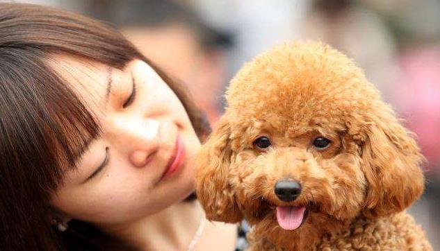 养泰迪犬5个痛点,大部分人还是深有体会,你后悔吗? 乐博现金娱乐平台