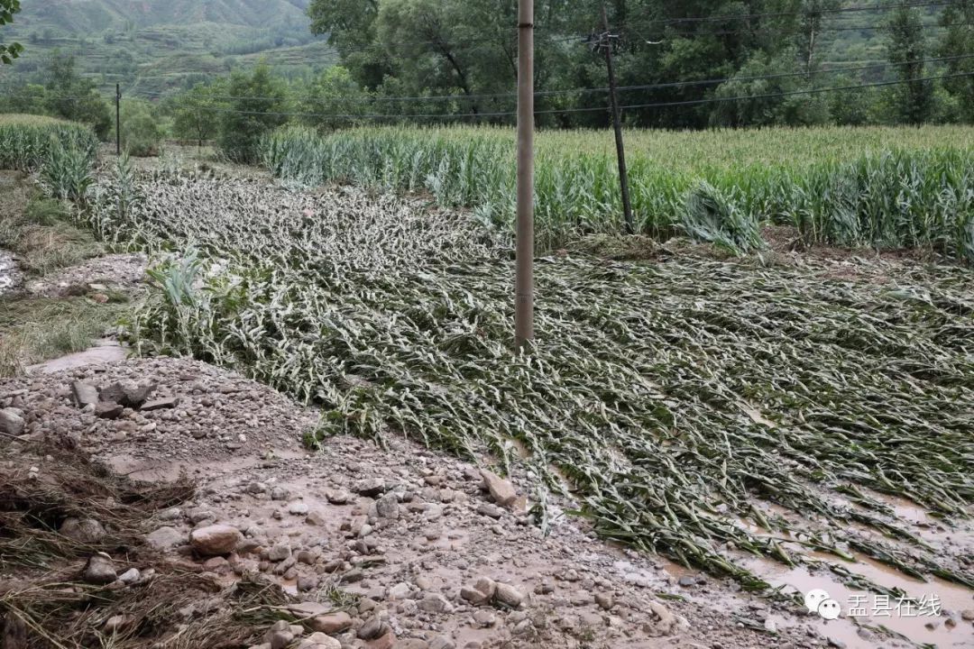 暴雨造成尧子坪村,进圭村,东头村玉米等农作物受灾严重,多处农田被淹