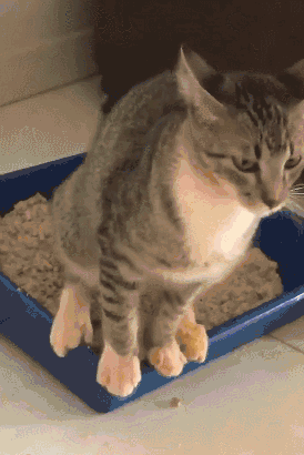 狗 狗狗 猫 猫咪 小猫 桌面 274_410 竖版 竖屏 手机 gif 动态图 动图
