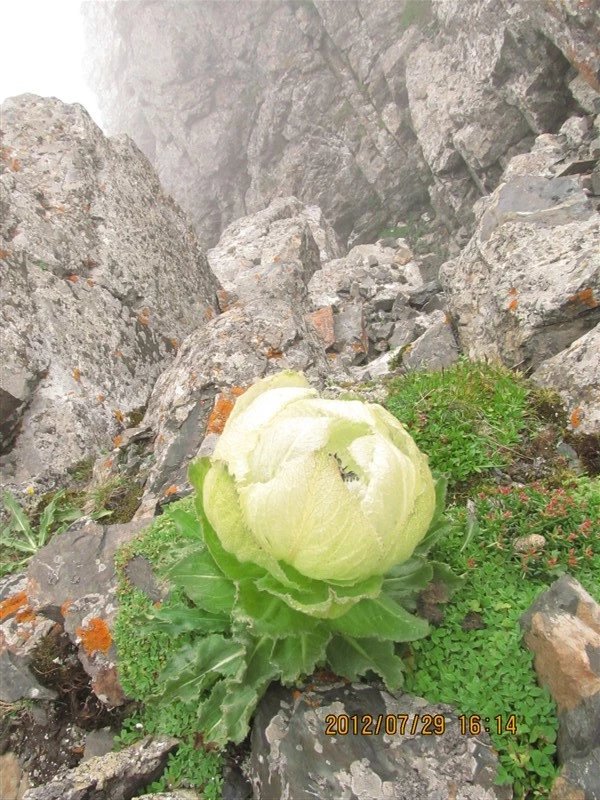8月10日登飘渺峰赏高山草原风光邂逅雪莲