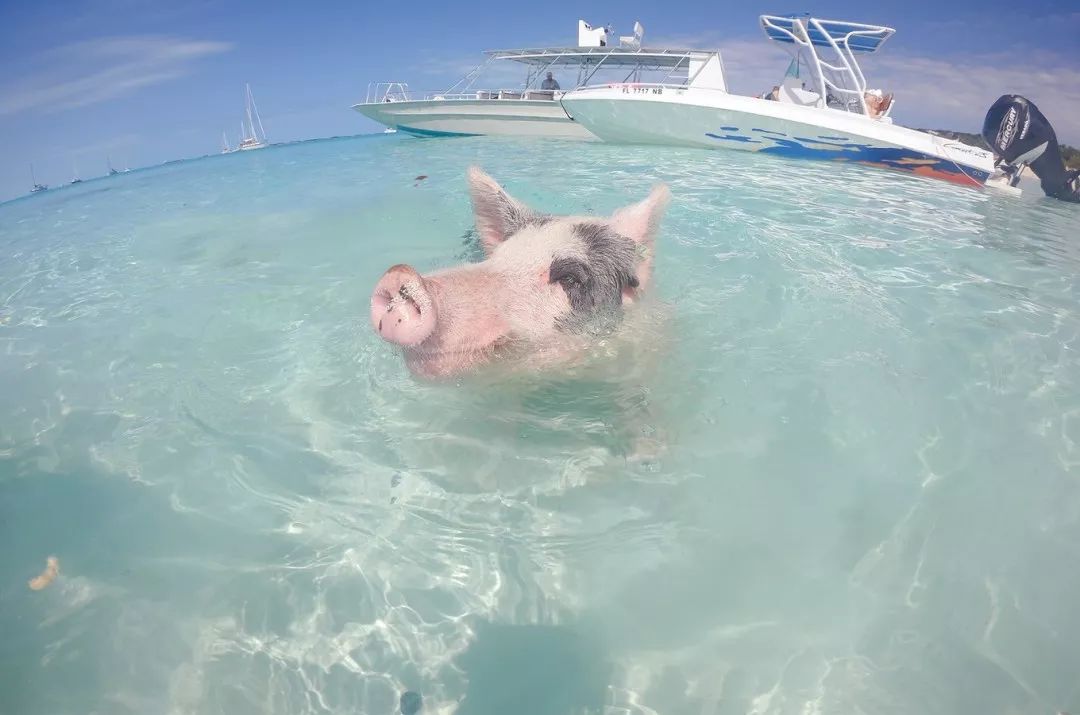 猪岛,粉红沙滩,美的像童话的巴哈马攻略安排上了