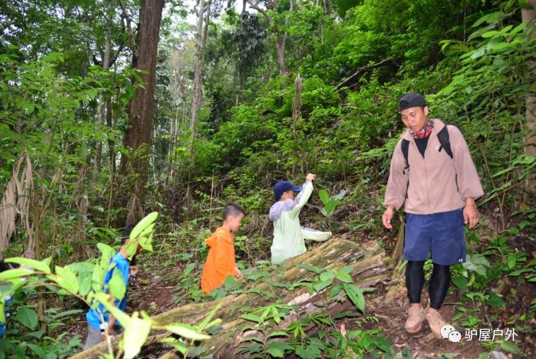 回顾| 2019夏,驴屋孩子的西双版纳故事_丛林