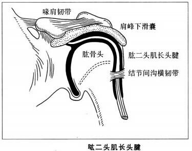 起点:长头起自肩胛骨盂上结节,肱二头肌的长头肌腱通过肱骨的结节间沟