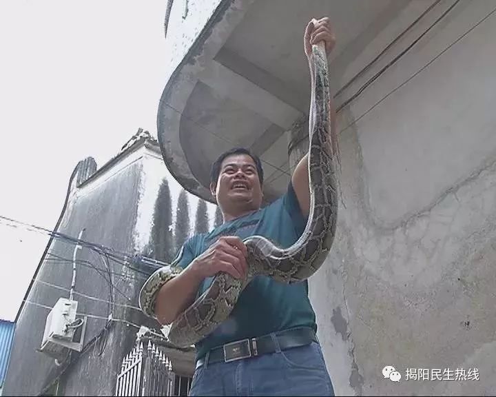 梦境追踪，黄色大蟒蛇与兄长的逃亡——解析潜意识的隐喻与情感联结