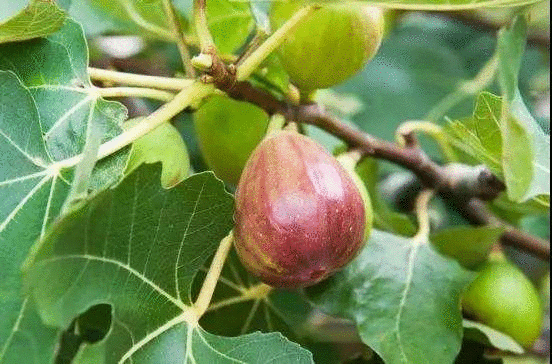 威远的无花果太凶了!爱吃无花果的人一定要看看,难以置信... og视讯