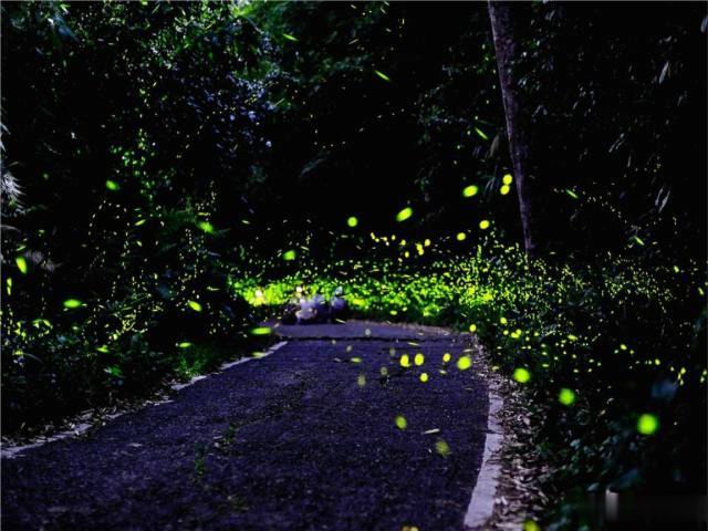 萤火虫怎么繁殖 1030825b317940e090cddf5426420a76.jpeg