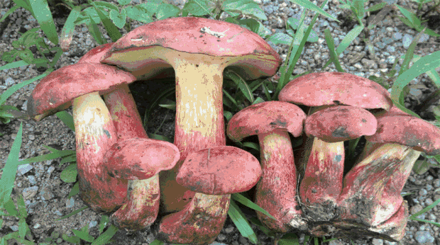 舌尖上的美味——野生菌,鲜香无与伦比,但它们的生长环境了解多少?