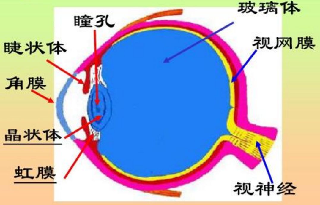 角膜塑形镜到底"动了"眼睛的哪个部分?