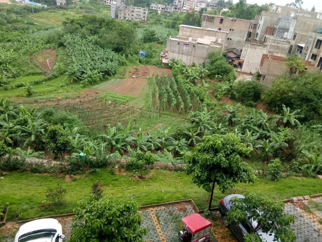宁明县城也能出现这种'农村'风景.