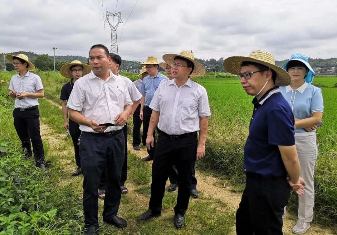 县委书记黄添胜率队到龙母镇检查指导脱贫攻坚及灾后复产工作