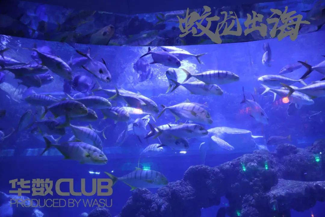 壁纸 海底 海底世界 海洋馆 水族馆 桌面 1080_720