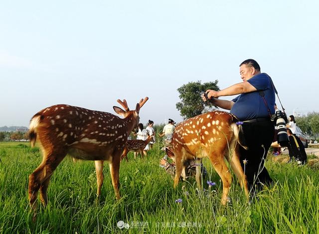 东丰的花海来了什么神兽?竟让孩子们欣喜若狂