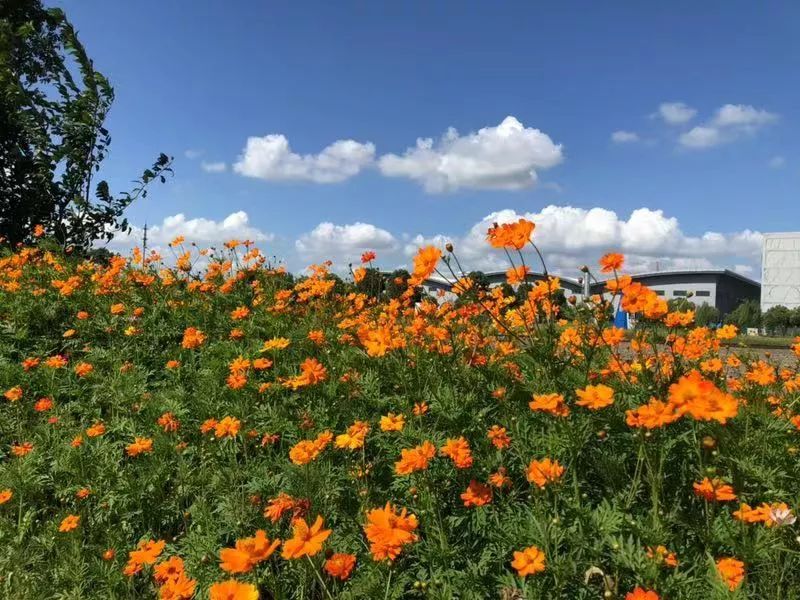 向日葵什么时候上市的 450b39f1765f44b38c1faeb409f3cd27.jpeg