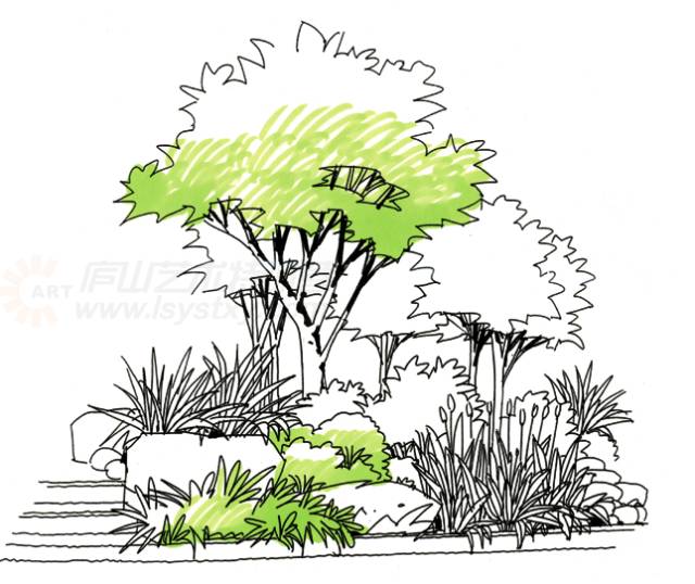 ①植物组合注意乔木的前后关系乔木马克笔表现步骤图:(3)加强植物的