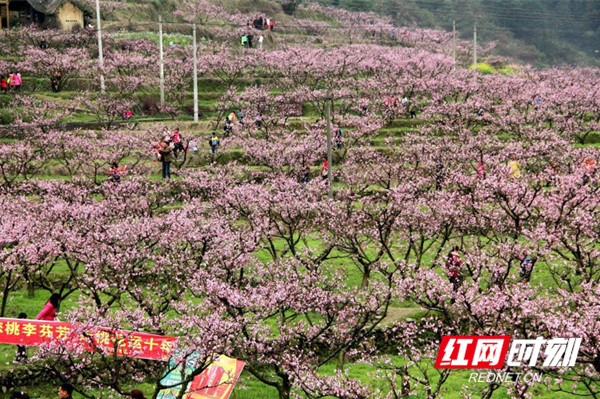 青山绿水我的家|乐柏村:寻找新时代的桃花源记