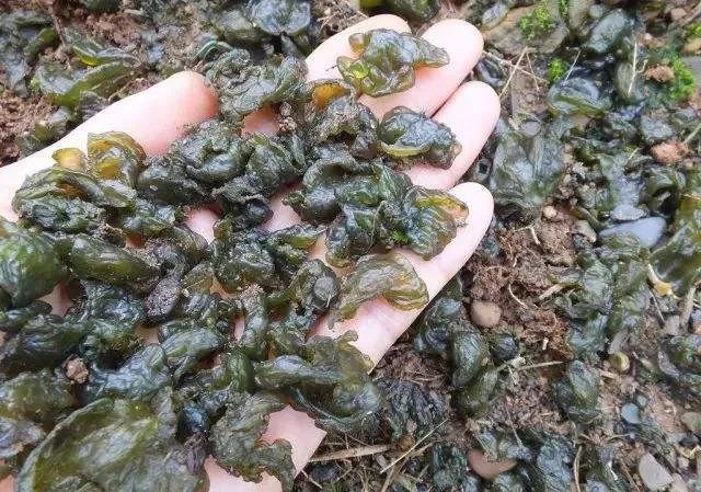 地皮菜（又名地木耳）【百度百科】普通念珠藻(nostoc commune)，别名地木耳、