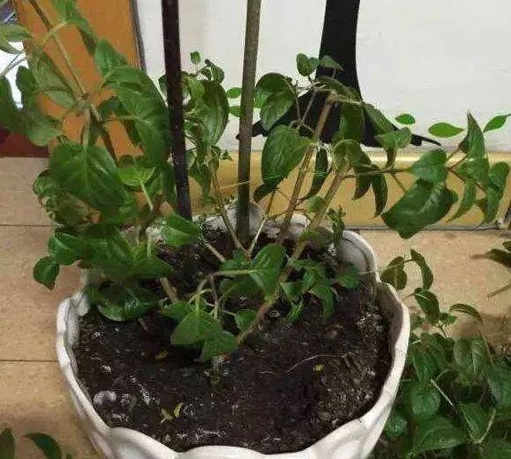 5,倒挂金钟 倒挂金钟生长适温在15-20度之间,夏天的气温远远超过这个
