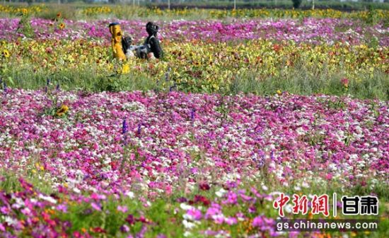 甘肃祁连山下千亩花海盛开 雪山掩映繁花似锦