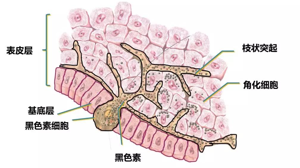 的黑素小体数量、体积大小因人而异！而黑素小体是决定肤色的重要因素。