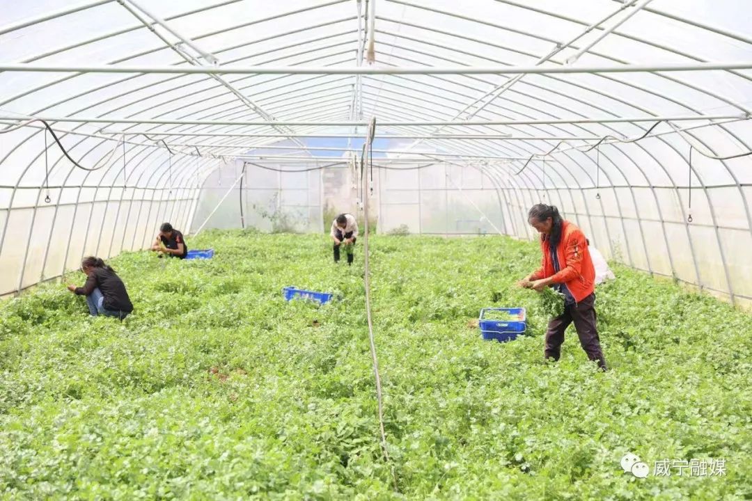 香菜丰收助增收—小海镇坪山村蔬菜基地主力群众增收小记