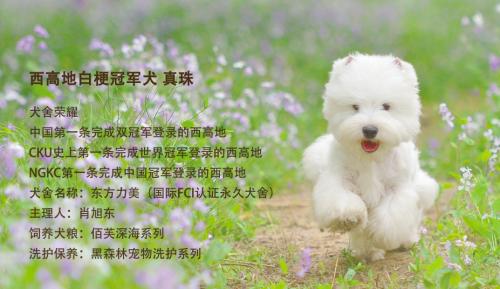 为什么赛犬如此“真贵”-- 佰芙助你经营好主子的每一天