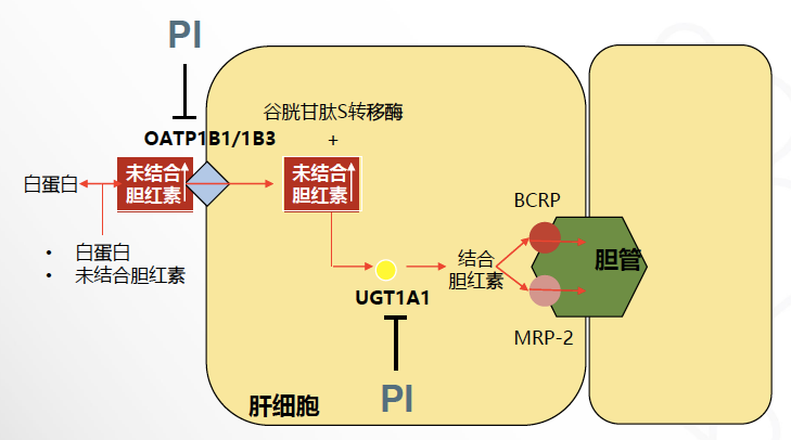 蛋白质的主要反应原理是什么_蛋白质三级结构是什么(2)