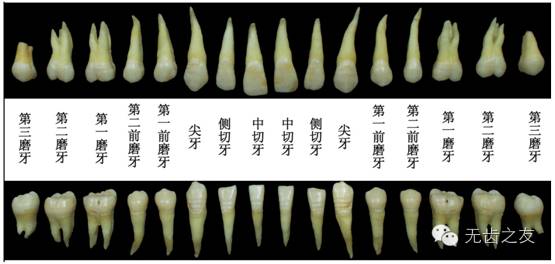 (一)切牙的外形切牙位于口腔前部,包括上颌中切牙,上颌侧切牙,下颌中