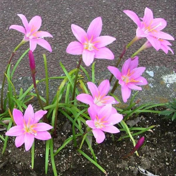 春夏雨过后就开花的风雨兰种花盆里好看但种一片就震撼了