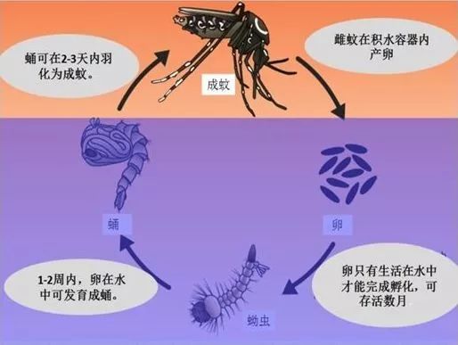 像蚊科的其他成员一样,雌性的蚊子有一个长而细的管状器官,用来收集